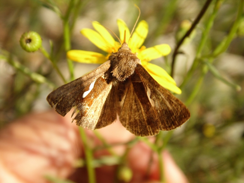 Noctuidae da identificare